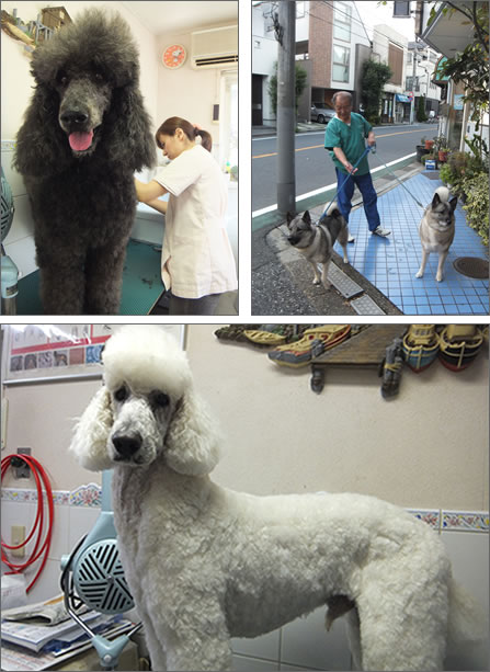 トリミングと犬のお散歩